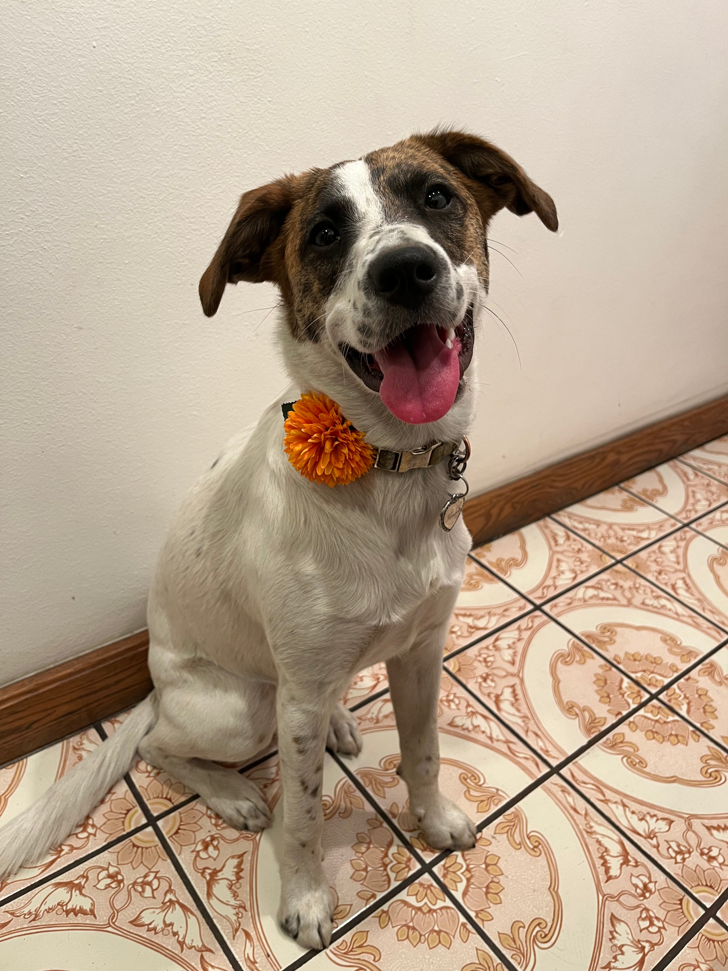 Pup is sitting and has a bright orange floral accessory on her collar