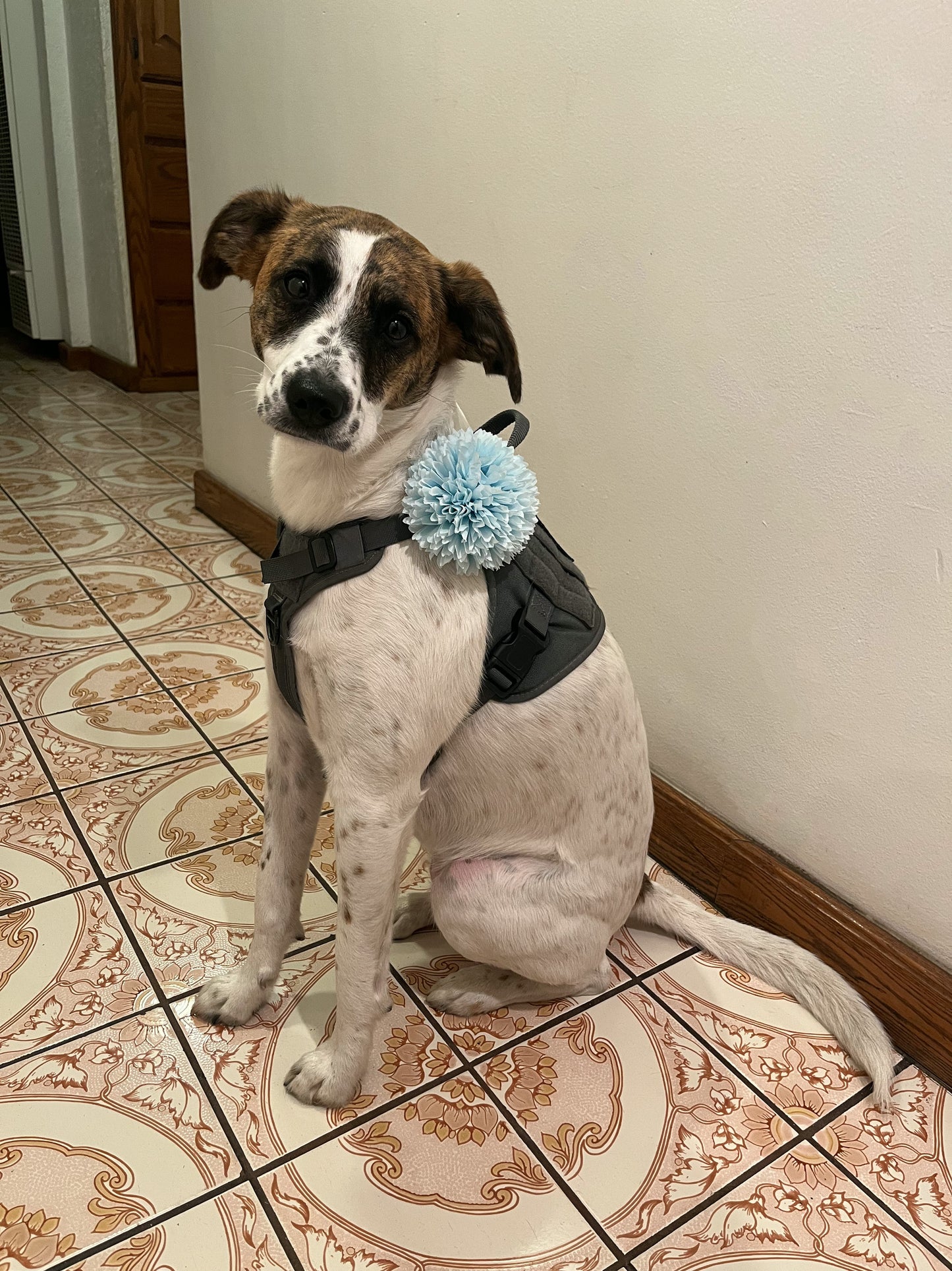 Baby Blue Pom Collar Accessory