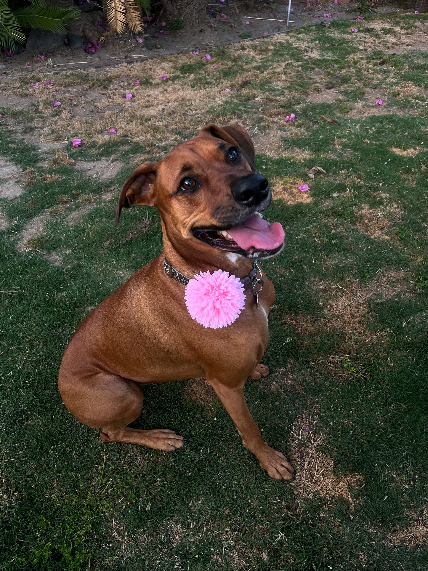 Bubble Gum Pom Pom Collar Accessory