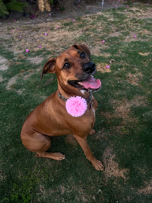 Bubble Gum Pom Pom Collar Accessory