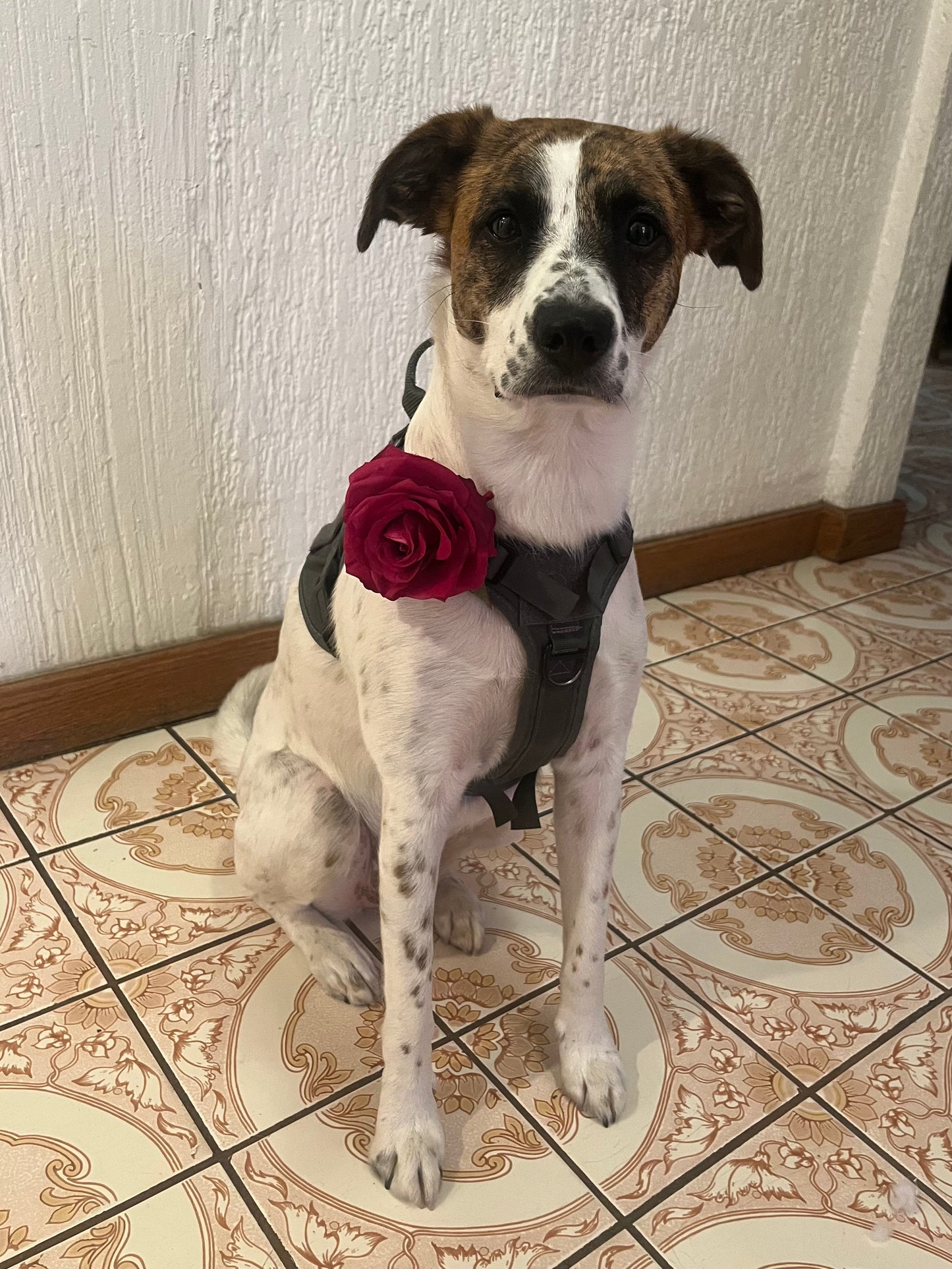 Burgundy Rose Collar Accessory